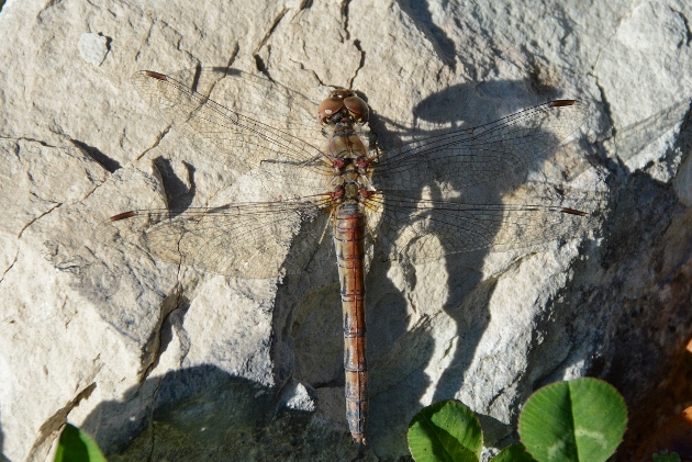 Sympetrum striolatum o meridionale ? S. striolatum, femmina